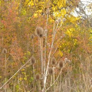 Photographie n°686838 du taxon Dipsacus fullonum L. [1753]