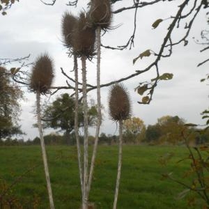 Photographie n°686839 du taxon Dipsacus fullonum L. [1753]