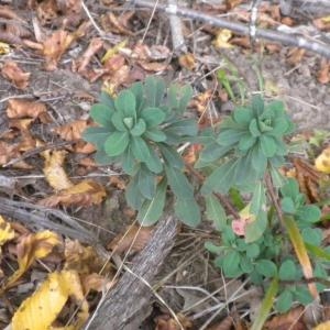 Photographie n°686858 du taxon Euphorbia amygdaloides L. [1753]