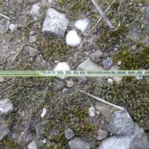 Photographie n°686873 du taxon Juncus inflexus L. [1753]