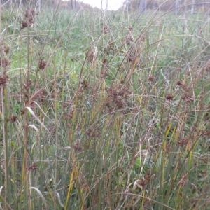 Photographie n°686874 du taxon Juncus inflexus L. [1753]