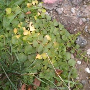 Photographie n°686879 du taxon Lysimachia nummularia L. [1753]
