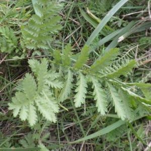 Photographie n°686894 du taxon Tanacetum vulgare L. [1753]