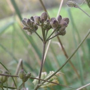 Photographie n°686895 du taxon Torilis arvensis (Huds.) Link [1821]