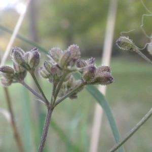 Photographie n°686896 du taxon Torilis arvensis (Huds.) Link [1821]