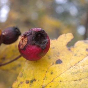 Photographie n°686918 du taxon Crataegus laevigata (Poir.) DC. [1825]