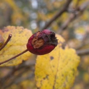 Photographie n°686921 du taxon Crataegus laevigata (Poir.) DC. [1825]