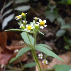 Photographie n°686924 du taxon Galinsoga quadriradiata Ruiz & Pav. [1798]