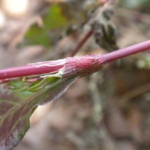 Photographie n°686930 du taxon Persicaria mitis (Schrank) Assenov [1966]