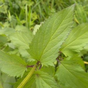 Photographie n°686936 du taxon Scrophularia nodosa L. [1753]