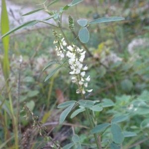 Photographie n°686961 du taxon Trigonella alba (Medik.) Coulot & Rabaute [2013]