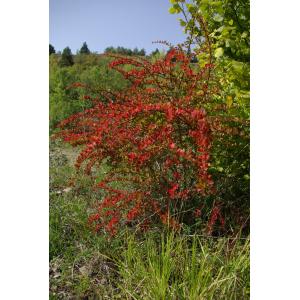 Berberis thunbergii DC. (Berbéris de Thunberg)