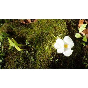 Utricularia alpina Jacq.