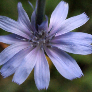 Photographie n°686979 du taxon Cichorium intybus L. [1753]