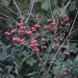 Photographie n°686987 du taxon Euonymus europaeus L. [1753]