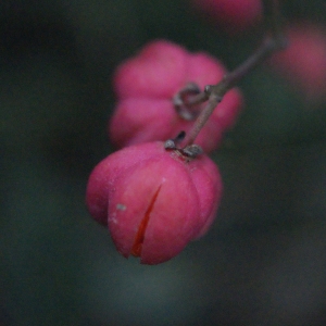 Photographie n°686990 du taxon Euonymus europaeus L. [1753]