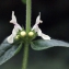  Liliane Roubaudi - Stachys recta L.