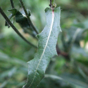 Photographie n°687007 du taxon Picris hieracioides L. [1753]