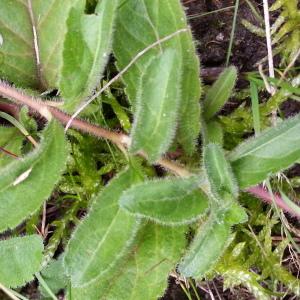 Photographie n°687026 du taxon Veronica officinalis L. [1753]