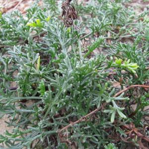 Photographie n°687053 du taxon Artemisia campestris subsp. maritima (DC.) Arcang. [1882]