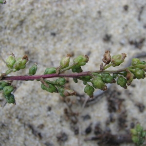 Photographie n°687055 du taxon Artemisia campestris subsp. maritima (DC.) Arcang. [1882]