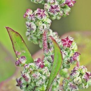 Photographie n°687060 du taxon Oxybasis rubra (L.) S.Fuentes, Uotila & Borsch [2012]