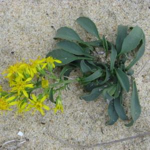 Photographie n°687061 du taxon Solidago virgaurea subsp. macrorhiza (Lange) Nyman [1879]