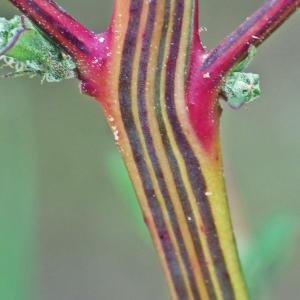 Photographie n°687064 du taxon Oxybasis rubra (L.) S.Fuentes, Uotila & Borsch [2012]