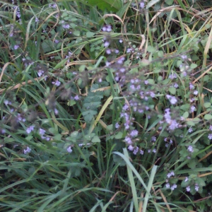 Photographie n°687066 du taxon Clinopodium nepeta (L.) Kuntze [1891]