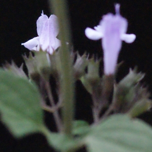 Photographie n°687073 du taxon Clinopodium nepeta (L.) Kuntze [1891]