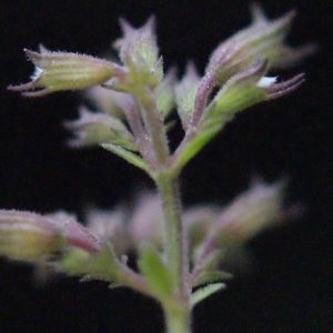 Photographie n°687077 du taxon Clinopodium nepeta (L.) Kuntze [1891]