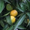  Liliane Roubaudi - Citrus aurantium var. sinensis L. [1753]
