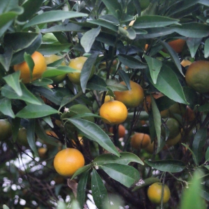  - Citrus aurantium var. sinensis L. [1753]