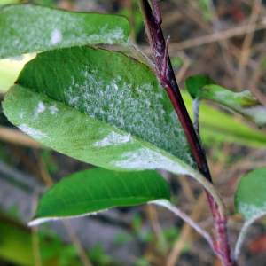 Photographie n°687173 du taxon Amelanchier ovalis Medik. [1793]