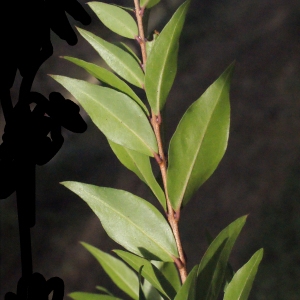 Photographie n°687364 du taxon Myrtus communis var. leucocarpa DC. [1828]