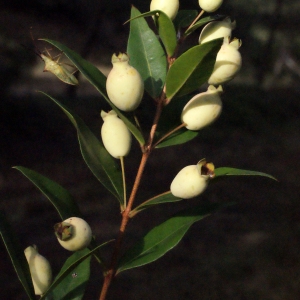 Photographie n°687369 du taxon Myrtus communis var. leucocarpa DC. [1828]