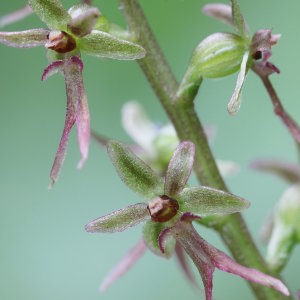 Ophrys cordata L. (Listère à feuilles cordées)