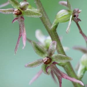 Cymbidium cordatum (L.) Londes (Listère à feuilles cordées)