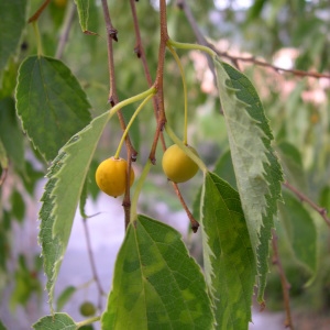 Photographie n°687402 du taxon Celtis australis L. [1753]