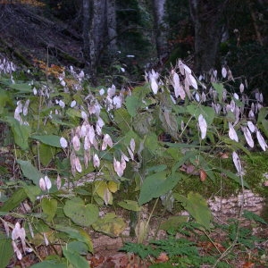 Photographie n°687408 du taxon Lunaria rediviva L. [1753]