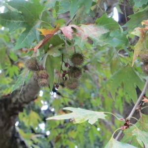 Photographie n°687437 du taxon Platanus orientalis L. [1753]