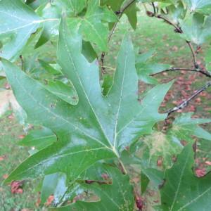 Photographie n°687438 du taxon Platanus orientalis L. [1753]