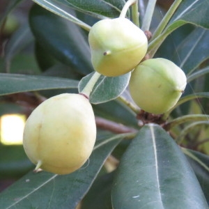 Photographie n°687486 du taxon Pittosporum tobira (Thunb.) W.T.Aiton [1811]