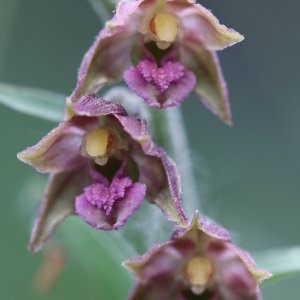 Photographie n°687495 du taxon Epipactis atrorubens (Hoffm.) Besser [1809]