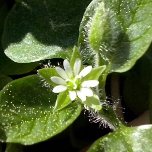 Photographie n°687592 du taxon Stellaria media (L.) Vill. [1789]