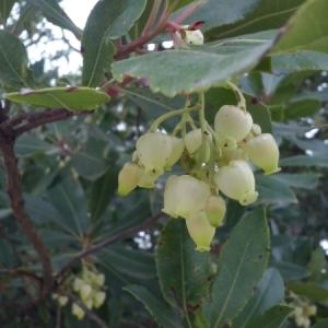 Photographie n°687597 du taxon Arbutus unedo L. [1753]