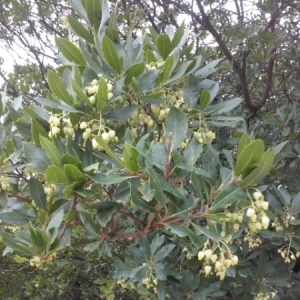 Photographie n°687599 du taxon Arbutus unedo L. [1753]