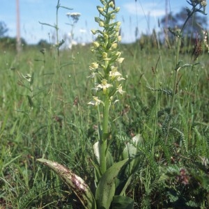  - Platanthera chlorantha (Custer) Rchb. [1828]