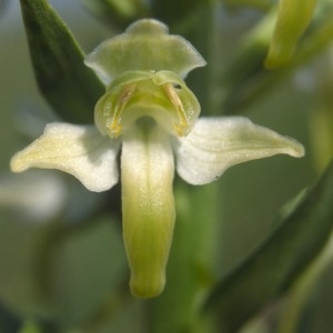  - Platanthera chlorantha (Custer) Rchb. [1828]