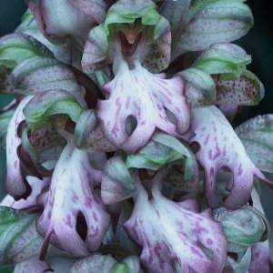 Photographie n°687675 du taxon Himantoglossum robertianum (Loisel.) P.Delforge [1999]